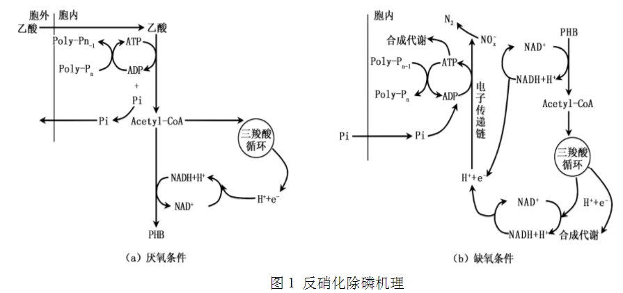 污水處理反硝化除磷機(jī)理